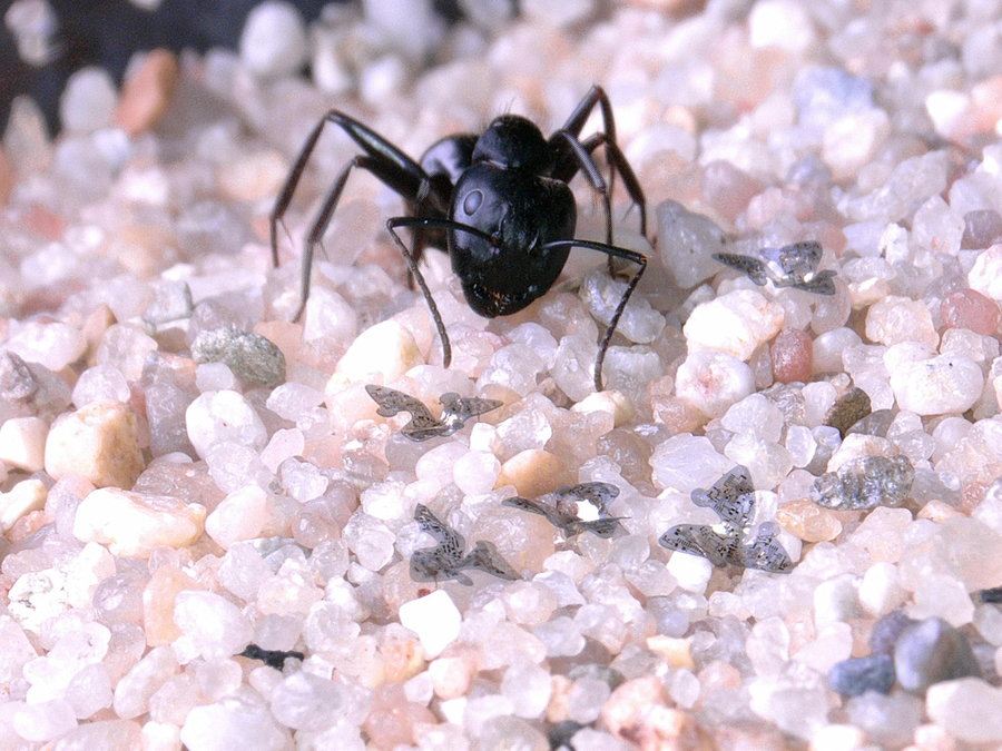 Several of Northwestern's tiny flying microchips situated around a common ant.