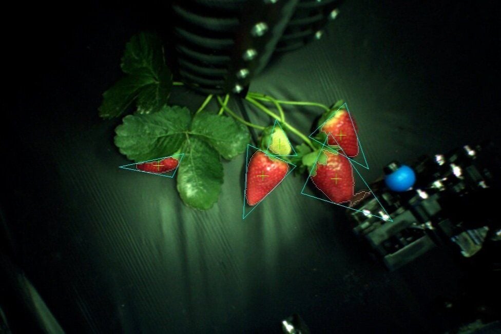 Machine learning vision system powered by artificial intelligence allows the autonomous strawberry picker to actually see each fruit it picks.