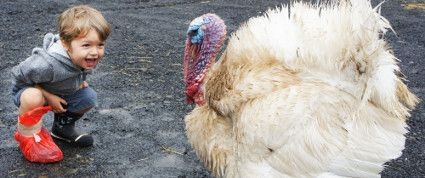 Celebrate a Green Thanksgiving with Vegan Recipes and Eco-Friendly Crafts and Decor