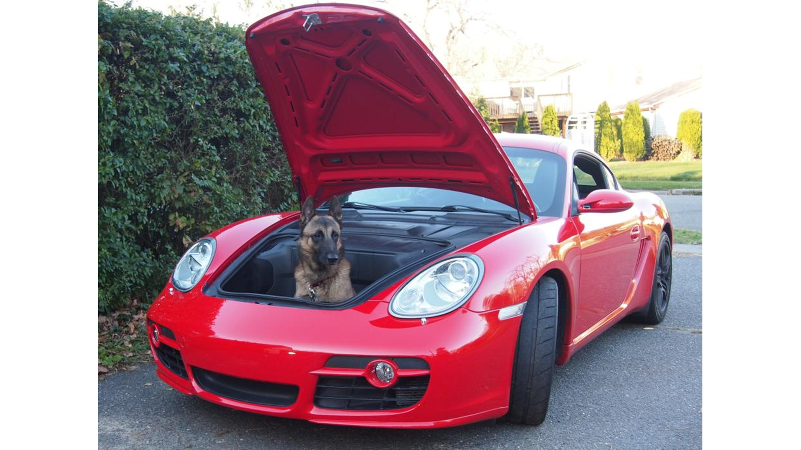 8 Photos of Porsches With Dogs to Make You Smile Rennlist