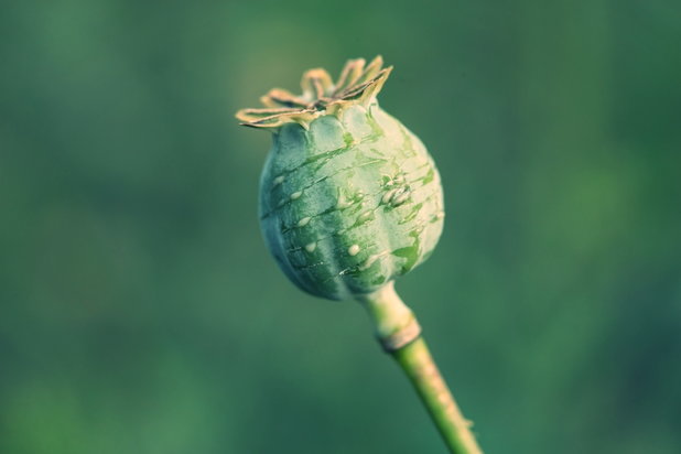 opium plant