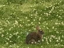 This bunny rabbz and her kin have been living in my garden since she gave birth.

She doesn’t like when I mow the entire backyard because she doesn’t have much to eat for a week until the dandelions grow back.

She stood her ground 10-15 feet from my mower as I mowed the backyard, so I left her an portion unmoved. She ran to the front yard and tried to pull that ish there too but I wasn’t having any of it.

She hangs out at the backdoor in the evening time.