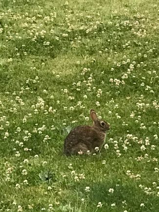 This bunny rabbz and her kin have been living in my garden since she gave birth.

She doesn’t like when I mow the entire backyard because she doesn’t have much to eat for a week until the dandelions grow back.

She stood her ground 10-15 feet from my mower as I mowed the backyard, so I left her an portion unmoved. She ran to the front yard and tried to pull that ish there too but I wasn’t having any of it.

She hangs out at the backdoor in the evening time.