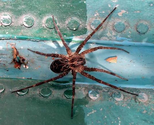 Boat Spider