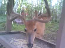picture from up in canada i was feeding this one