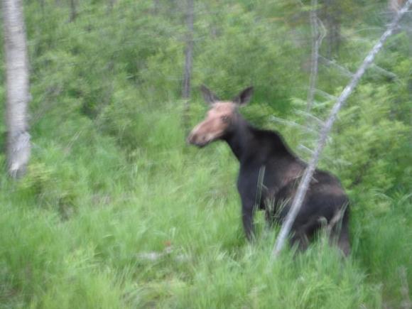 a moose saw a moose!