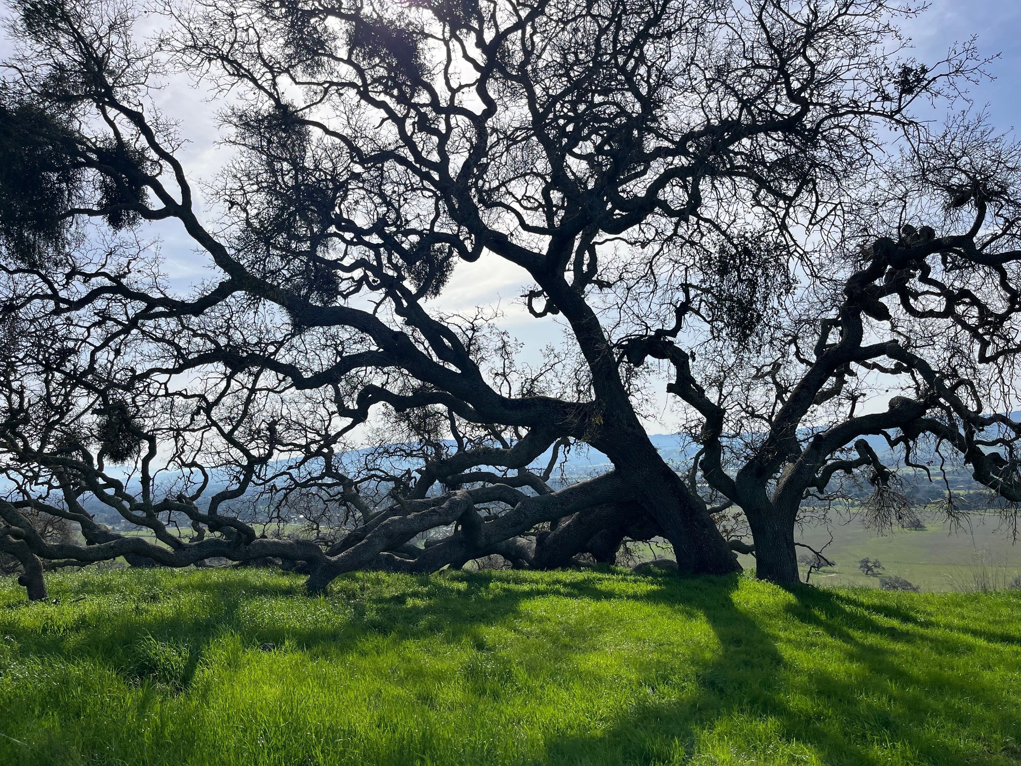 The mighty Oak tree. 