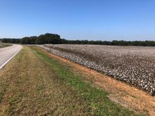 Beautiful cotton field