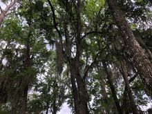 Spanish Moss everywhere. If it only tasted like cotton candy!!!