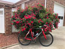 Do you see roses or a bike???