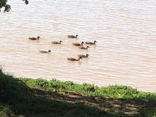 I was honored with a duck parade 