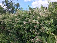 Blackberry blossoms