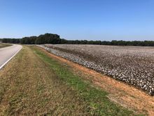 Nice cotton field