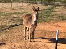 Meet Gilbert! Very friendly and quite the personality.