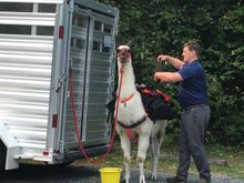 A guy at hiking trailhead exercising a pack trained llama.  Interesting few minute discussion