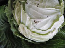 Chomping along the tender edges