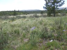 Some really nice purple Rocky Mountain orchids.