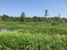 East Texas swamp
