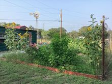 Don’t worry the gardens have gone crazy along the Southern Tier of our  country. I have a few fans in the garden to salvage the vegetables that are getting some mold.  