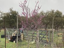 Dogwood tree 