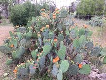 Cactus is starting to bloom. 