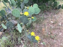 Yellow cactus flower of Texas