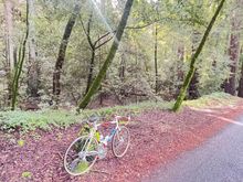 Another shot on Pinehurst. It’s hard to see in the photo, but there is a stream that meanders through the lush redwood forest meadow along the side of the road.