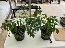 Finally found some Celebrity tomatoes. Already planted in the garden 