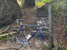 A staircase walkway into the redwoods in Tilden park.