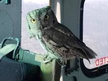 This owl boarded a fire-fighting helicopter IN FLIGHT.
Story: https://www.yourcentralvalley.com/news/local-news/unheard-of-owl-rides-shotgun-as-helicopter-pilot-fights-creek-fire-below/