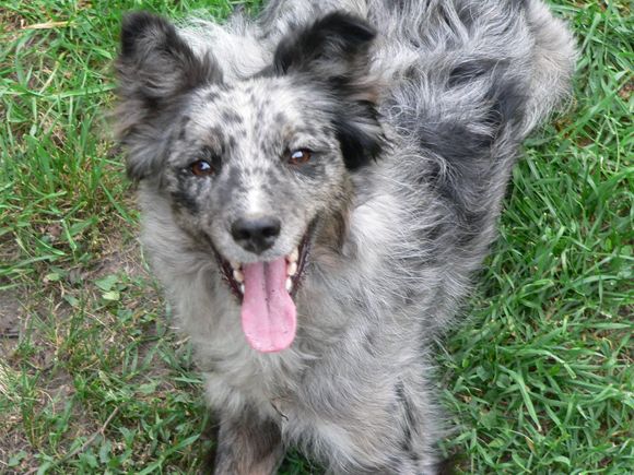 Caddy is our border collie - mudi mix