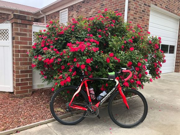 Do you see roses or a bike???