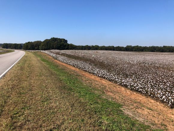 Nice cotton field