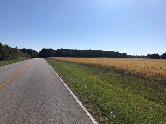 Soybean field