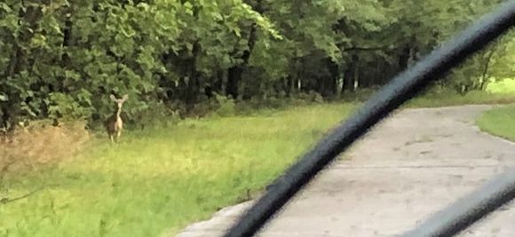 Closest I could get before spooking them.