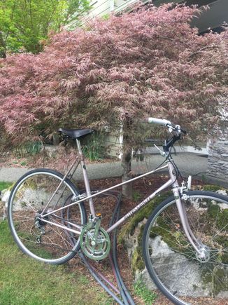Size XL - saddle height set for someone about 6’1”.