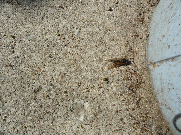 This little feller stopped in to observe/supervise my work.  He is one of the early hatchlings of Brood X cicadas.  Soon he will be joined by a few billion of his siblings and the noise will be incessant for early mornignto t=nightfall.