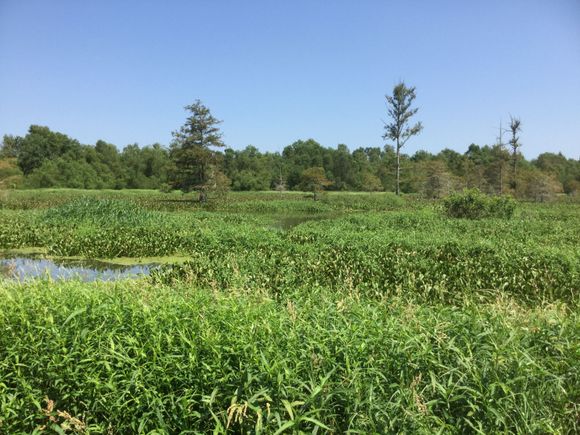 East Texas swamp