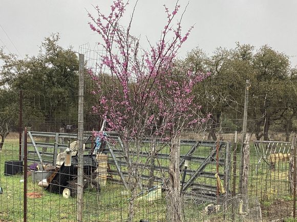 Dogwood tree 