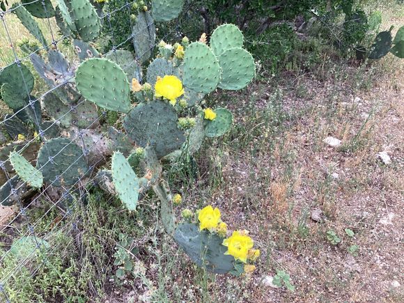 Yellow cactus flower of Texas