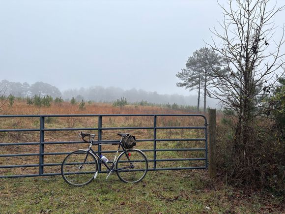Julius on a damp day ...