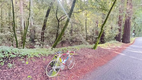 Another shot on Pinehurst. It’s hard to see in the photo, but there is a stream that meanders through the lush redwood forest meadow along the side of the road.
