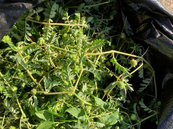 Each little green dingle-berry dries out into an evil goathead thorn, laying in wait for your tire.
