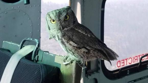 This owl boarded a fire-fighting helicopter IN FLIGHT.
Story: https://www.yourcentralvalley.com/news/local-news/unheard-of-owl-rides-shotgun-as-helicopter-pilot-fights-creek-fire-below/