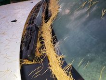 These needles would normally have gone down under the grill and into the inlet for the HVAC. A few years ago I pulled out a good half-dozen big handfuls of these when I cleaned it all out.