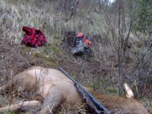 Looking up the 60' drop to the road from the elk.