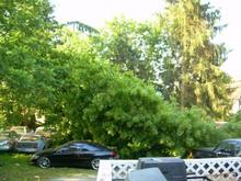 notice the size of the tree, there are about a dozen cars in there, most damage(other then blazer) was a bent prop rod.
they would all be toast if my Blazer wasn't a hero