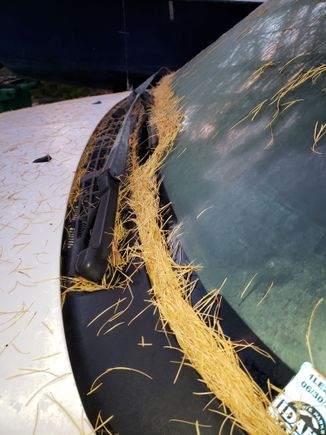 These needles would normally have gone down under the grill and into the inlet for the HVAC. A few years ago I pulled out a good half-dozen big handfuls of these when I cleaned it all out.