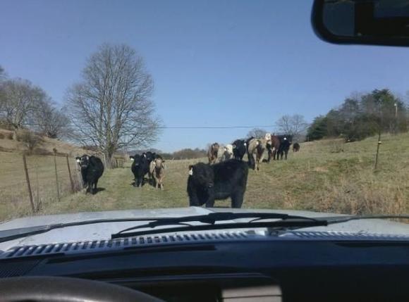 hazzards of muddin in the pasture