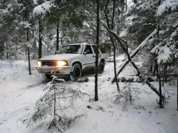 Snow Forrest